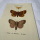 🦋 Botanical Plate Engraving of a Butterfly, 19th Century Naturalist, Front Side