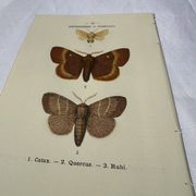 🦋 Botanical Plate Engraving of a Butterfly, 19th Century Naturalist, Front Side