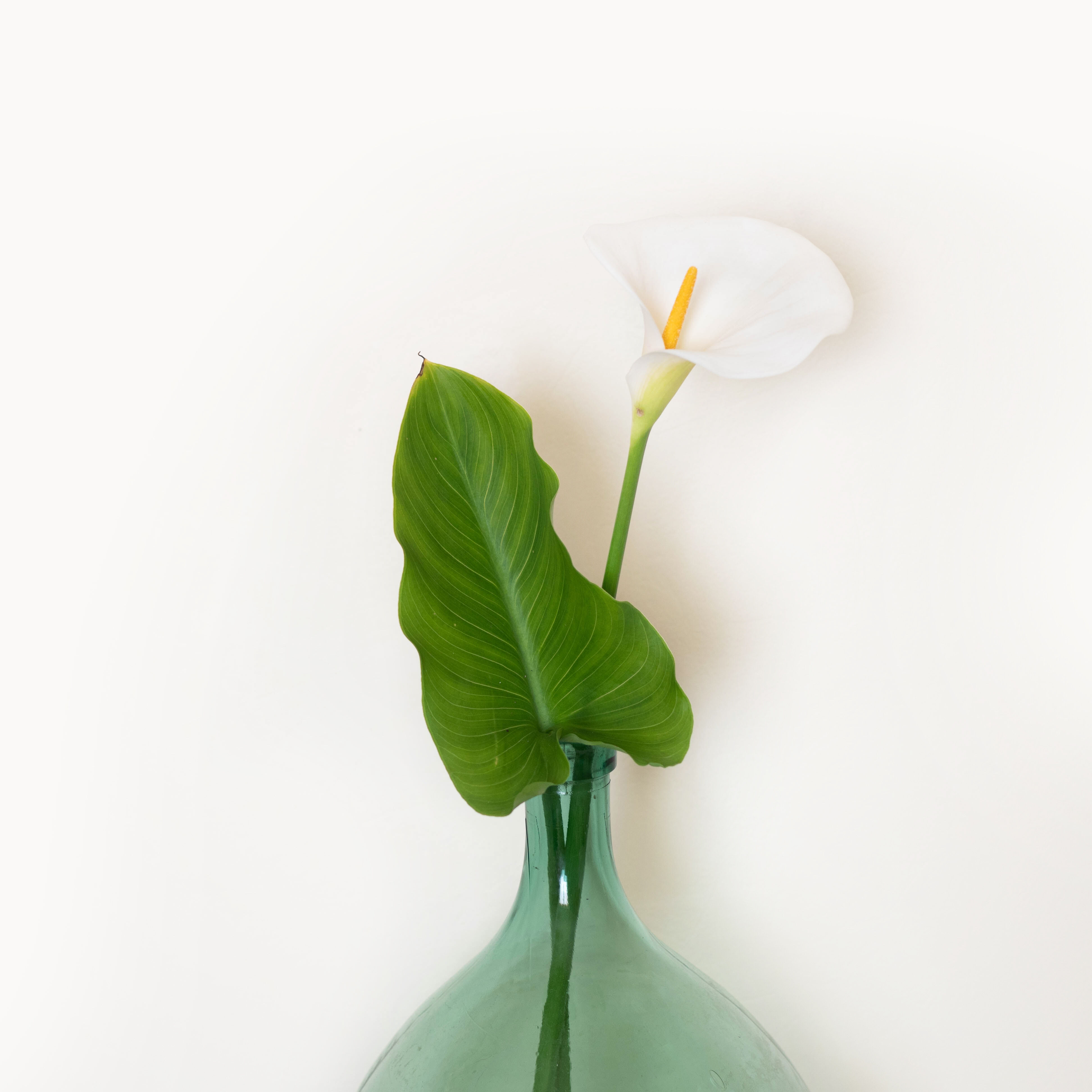 Dame jeanne 10,5 L bleu vert