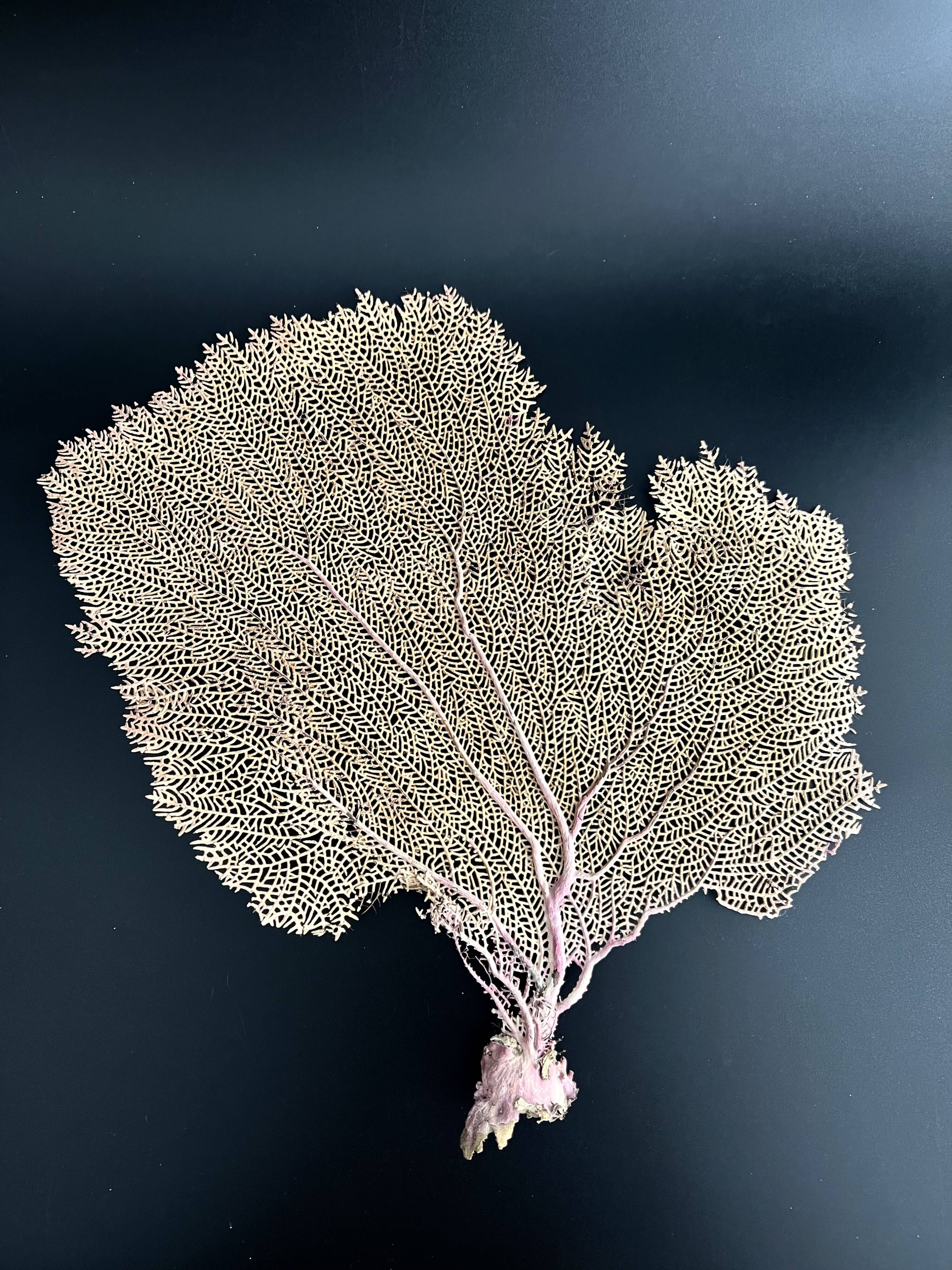 LARGE MODEL GORGON ANCIENT CORAL