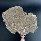 Gorgone corail ancien