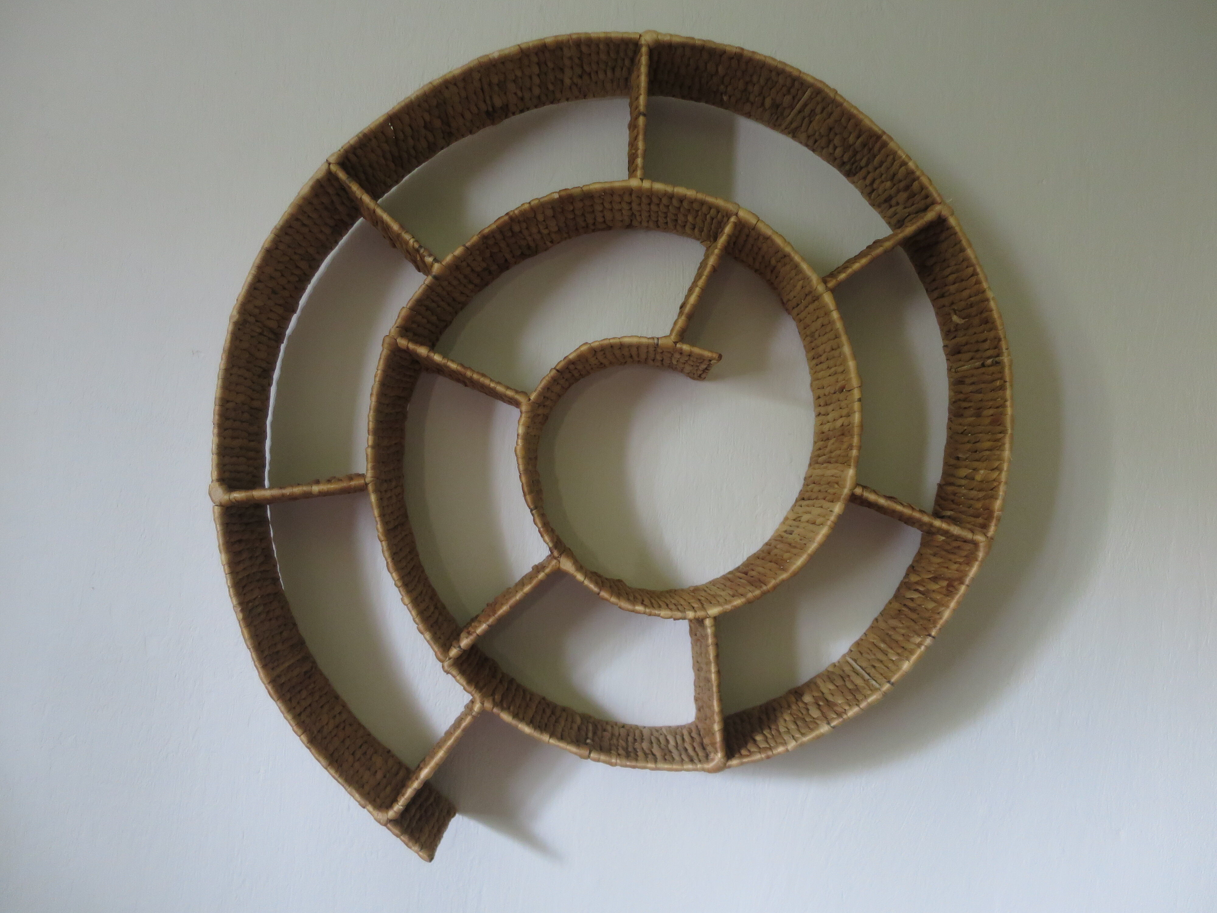 Round snail spiral shelf in sea rush