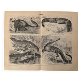 Old engraving of crocodiles and caimans (1890)