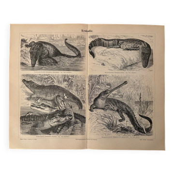 Old engraving of crocodiles and caimans (1890)