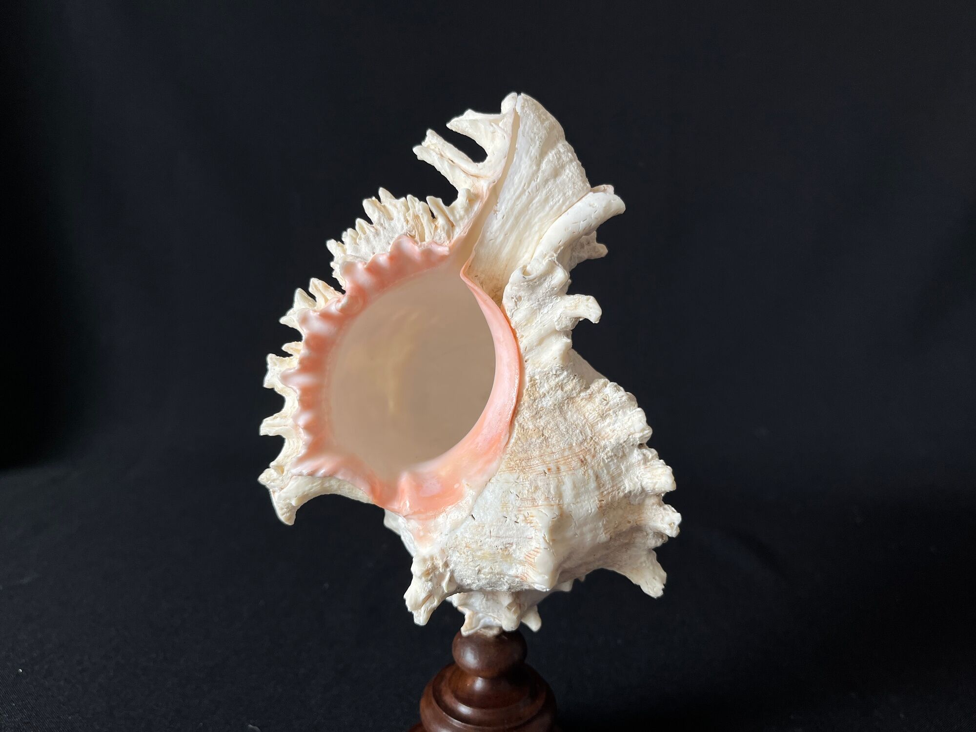 Murex Ramosus shell on turned wooden boxwood base old cabinet of curiosities