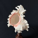 Murex Ramosus shell on turned wooden boxwood base old cabinet of curiosities