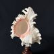 Murex Ramosus shell on turned wooden boxwood base old cabinet of curiosities