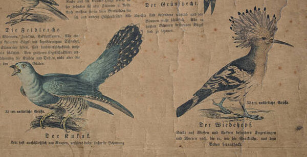 Affiche ''oiseaux'' Offsetdruck von j. F. Schreiber professeur rafale. Jäger / Dr. Ernst Hofman 1899
