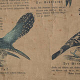 Poster 'birds' Offsetdruck von j. F. Schreiber Professor burst. Jäger / Dr. Ernst Hofman 1899