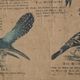 Poster 'birds' Offsetdruck von j. F. Schreiber Professor burst. Jäger / Dr. Ernst Hofman 1899
