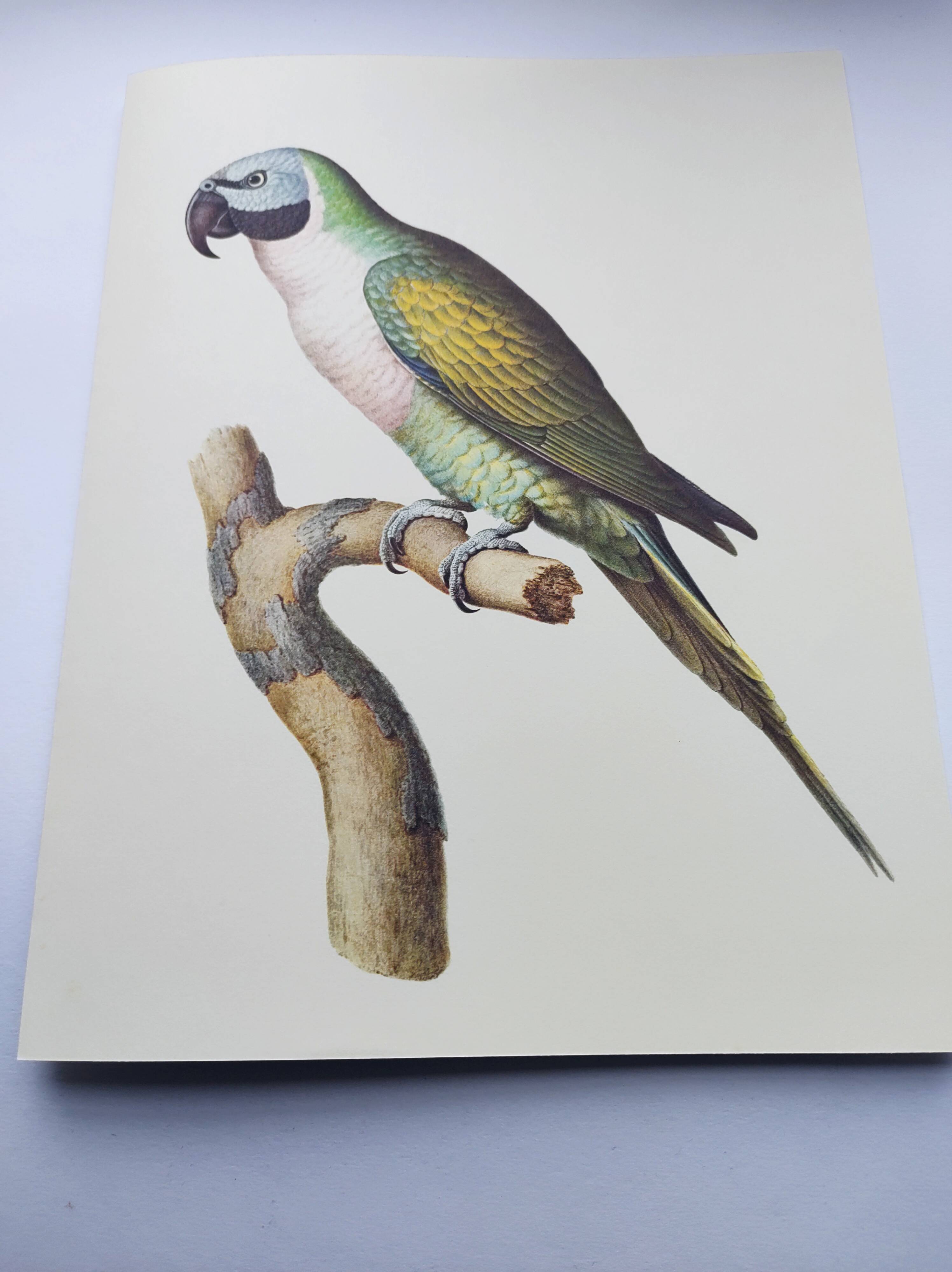 Old plate - Mustached parakeet - Natural zoological illustration
