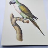 Old plate - Mustached parakeet - Natural zoological illustration