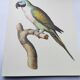 Old plate - Mustached parakeet - Natural zoological illustration