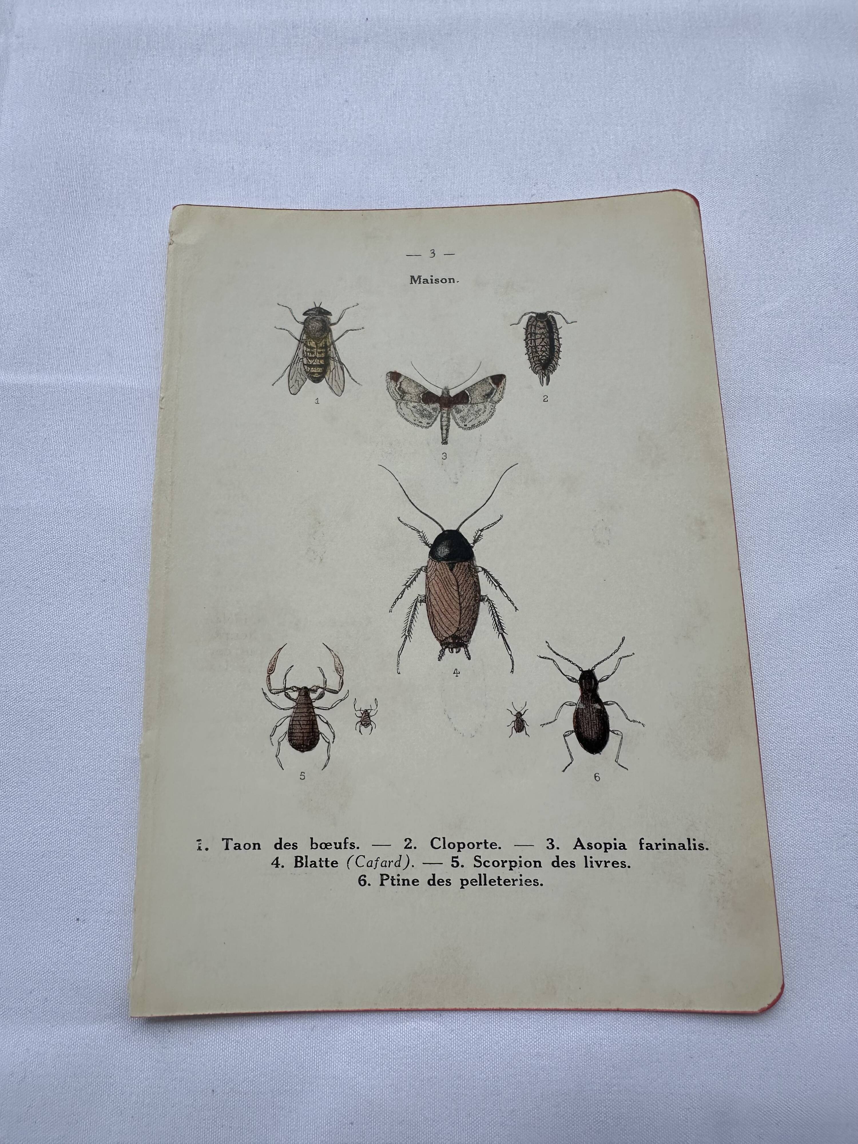Naturalist plate insect France vintage botanical engraving