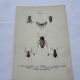 Naturalist plate insect France vintage botanical engraving