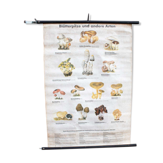 Vieille carte scolaire champignons 95 x 73,5 cm