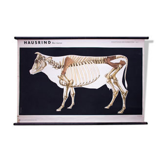 Affiche  "Vache" tableau mural par Volk und Wissen Berlin 1962