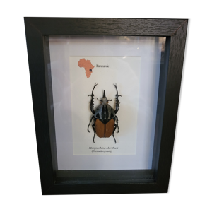 cadre entomologie