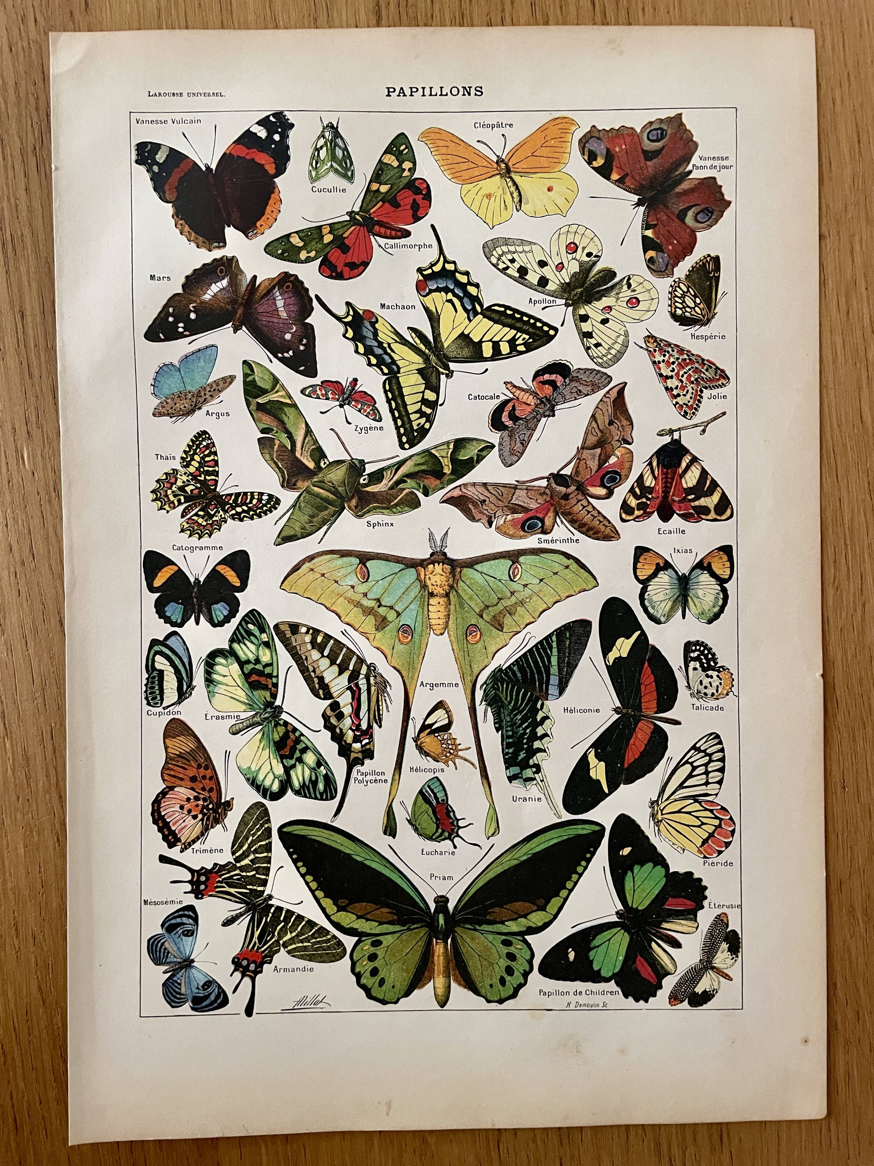 Lithograph on butterflies - 1920