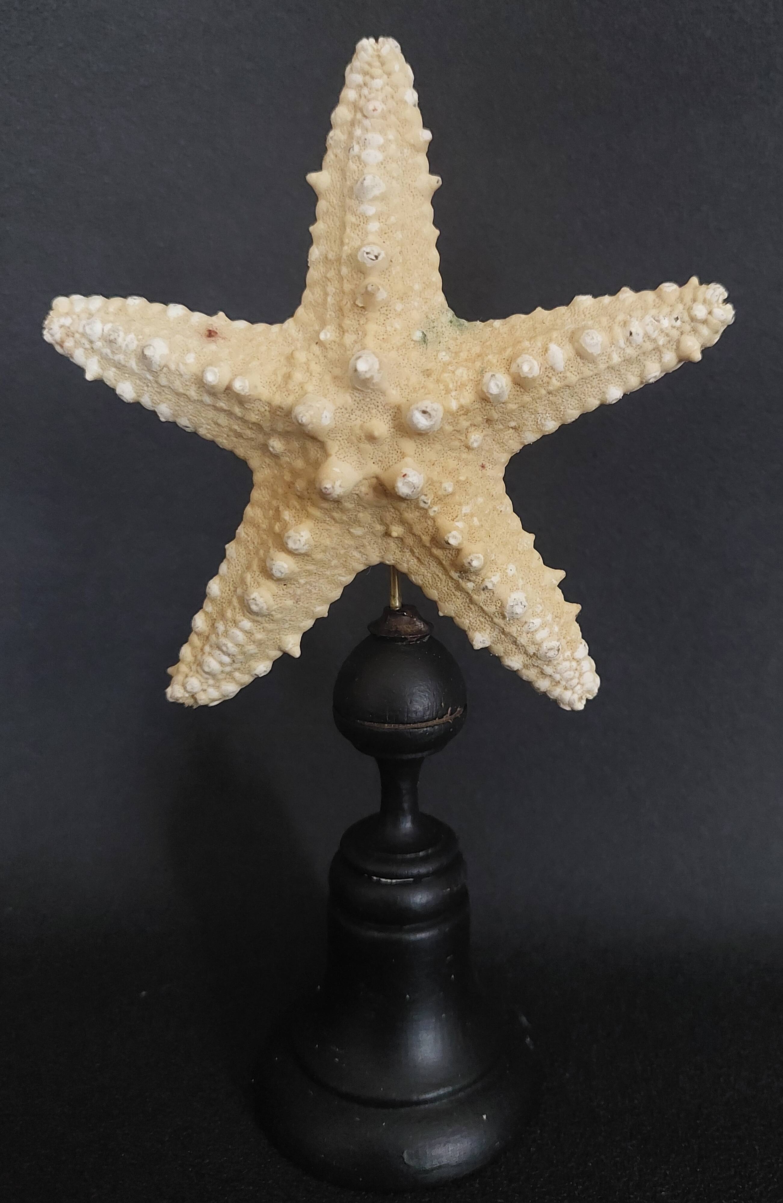 Cabinet of Curiosities starfish protoreaster nodosus on base