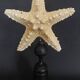 Cabinet of Curiosities starfish protoreaster nodosus on base