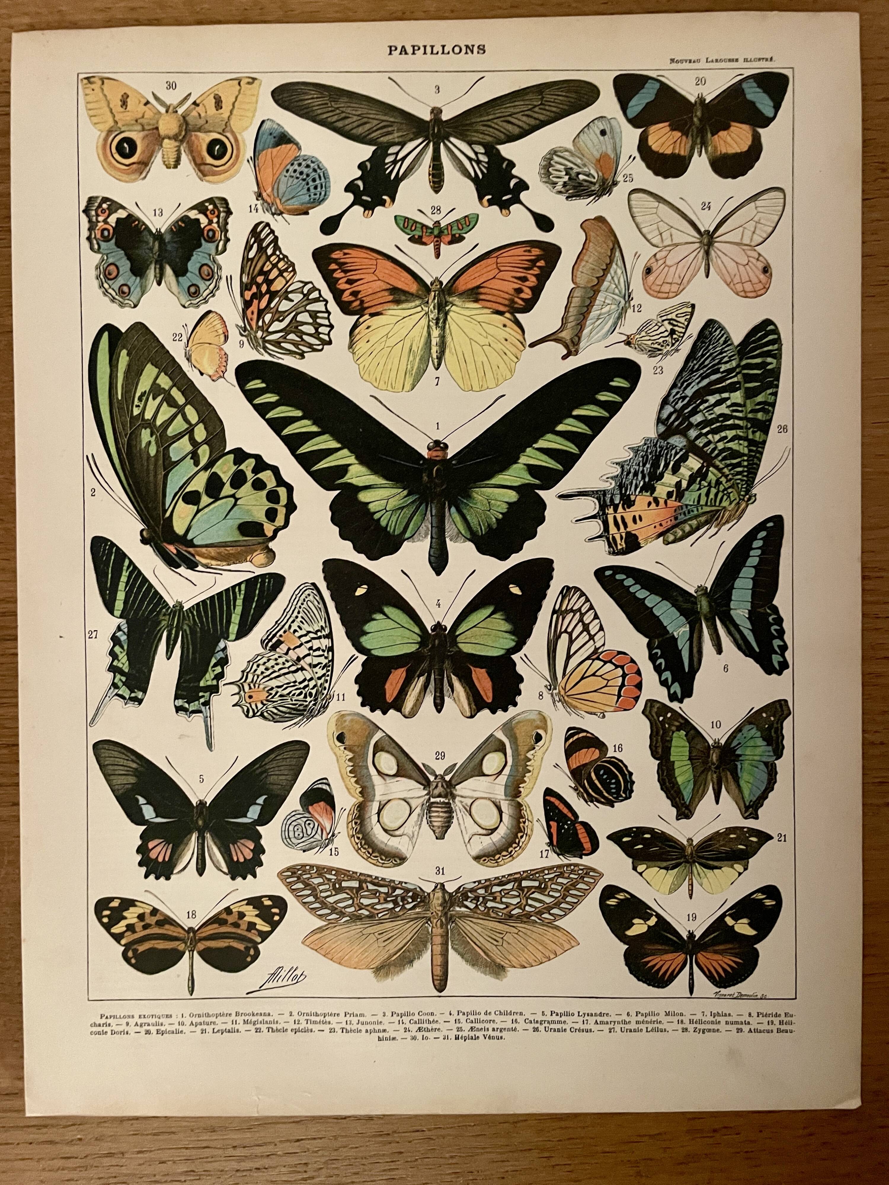 Lithograph on exotic butterflies - 1900