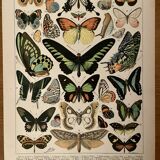 Lithograph on exotic butterflies - 1900