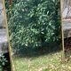 Large antique gold mirror - Empire style - Mercury