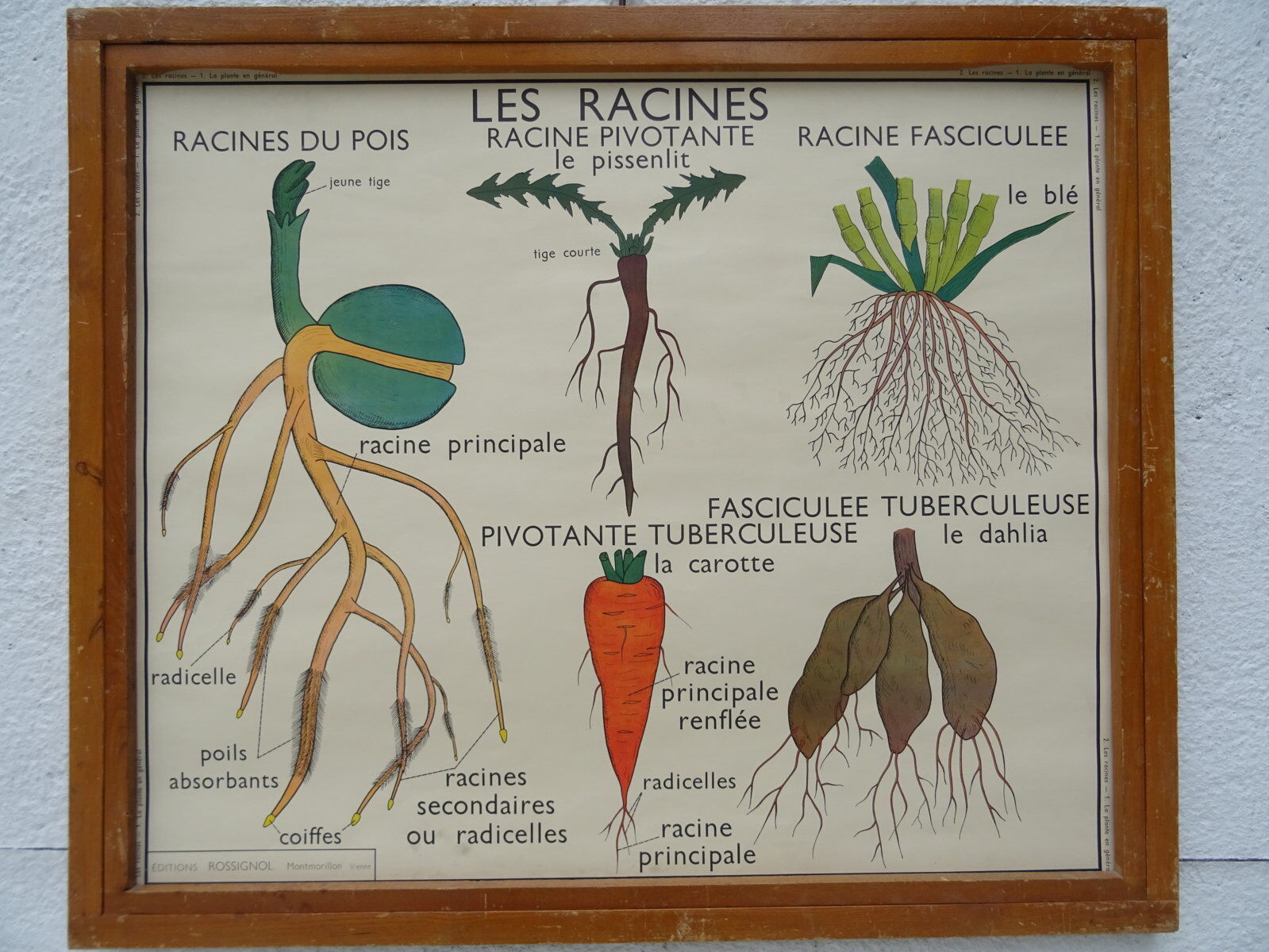 Set of 10 Rossignol posters on plants with frame