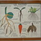 Set of 10 Rossignol posters on plants with frame