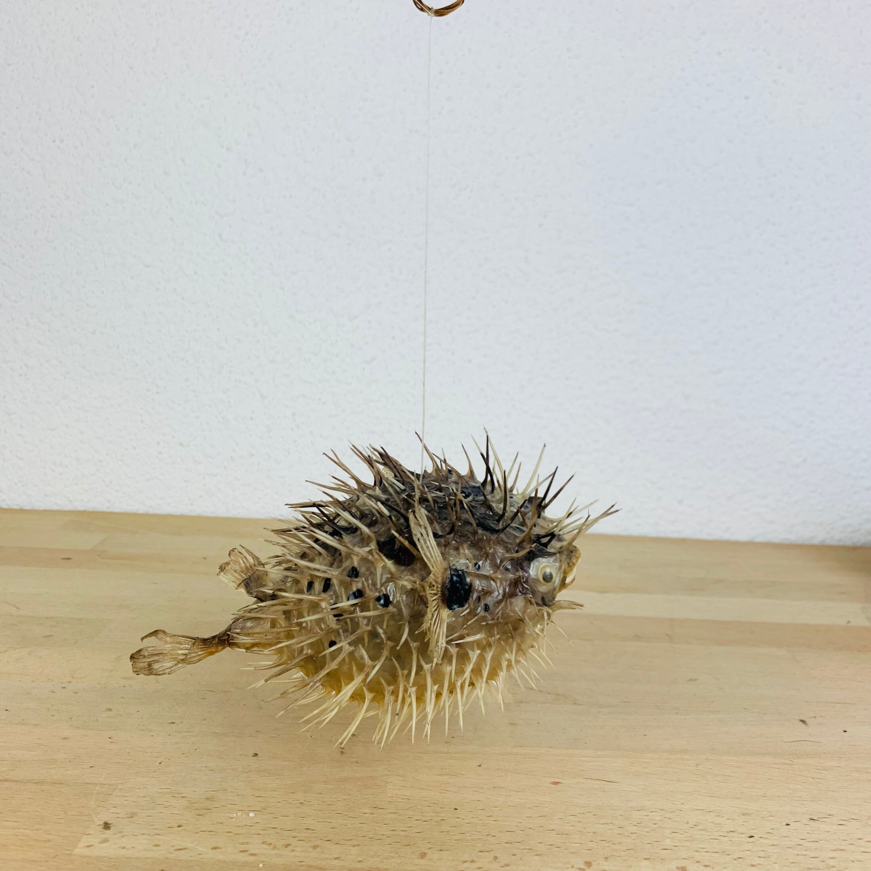 Naturalized diodon puffer fish object of curiosity