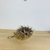 Naturalized diodon puffer fish object of curiosity