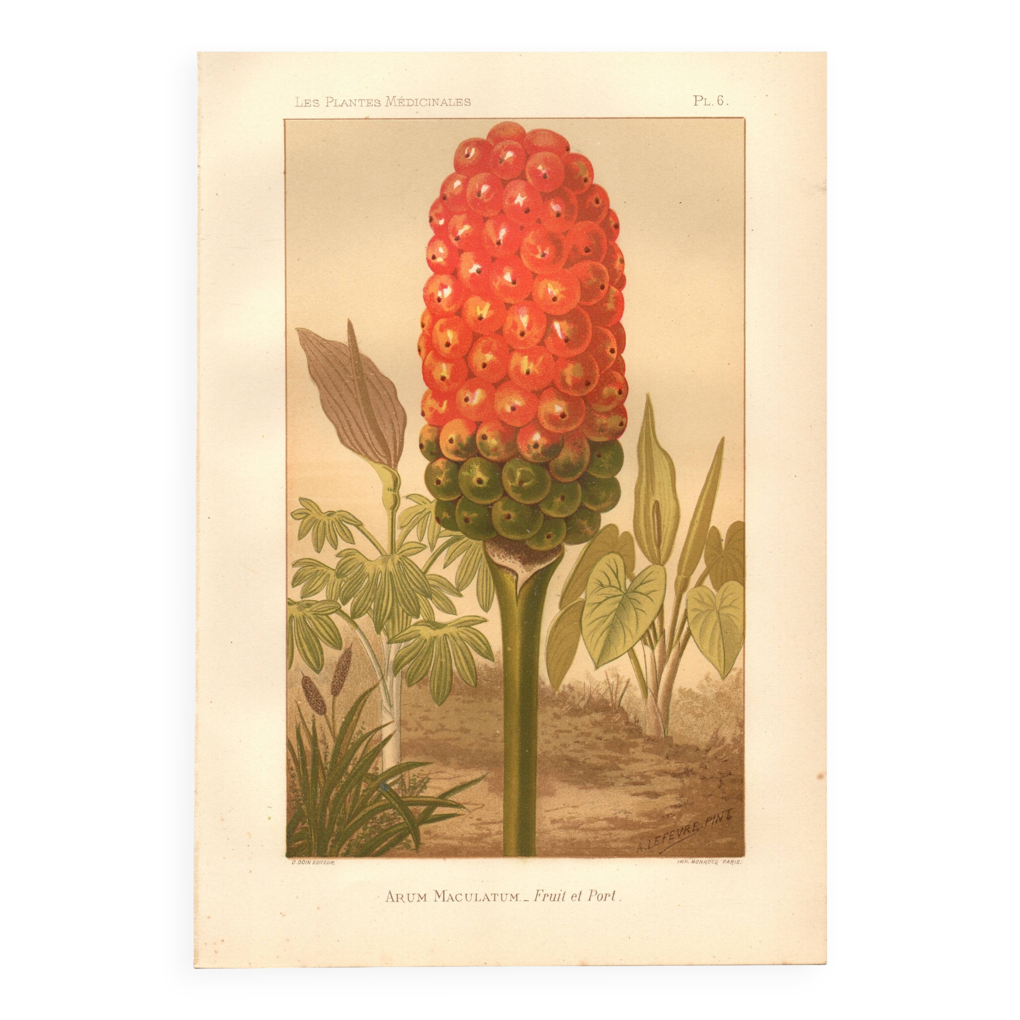 Gravure ancienne 1889 - Arum tacheté par A. Lefevre - Planche botanique