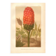 Gravure ancienne 1889 - Arum tacheté par A. Lefevre - Planche botanique