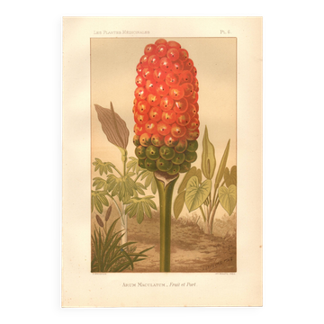 Antique engraving 1889 - Spotted Arum by A. Lefevre - Botanical plate