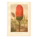 Gravure ancienne 1889 - Arum tacheté par A. Lefevre - Planche botanique