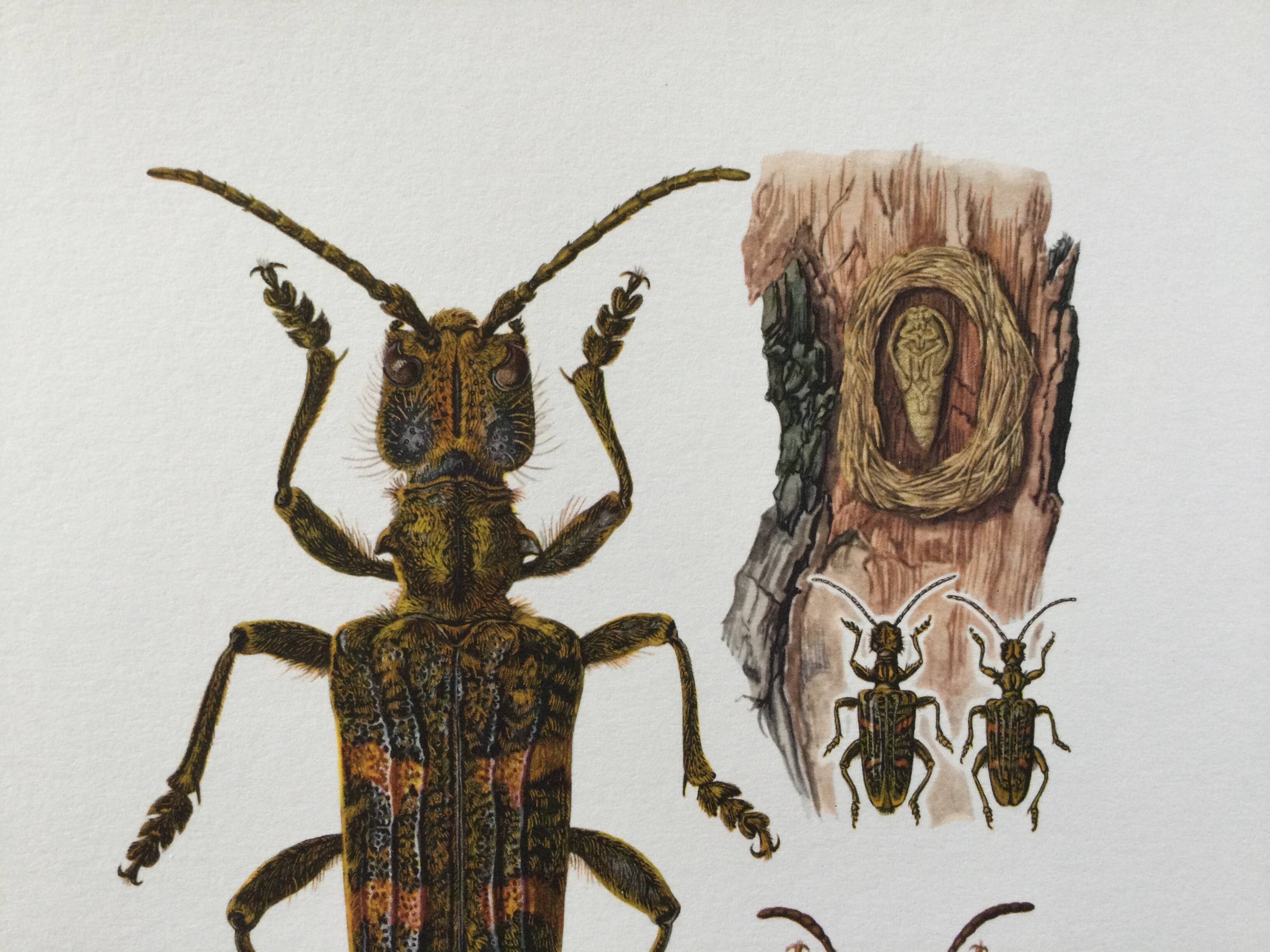 Old illustration "insects", 1960s