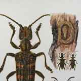 Old illustration "insects", 1960s