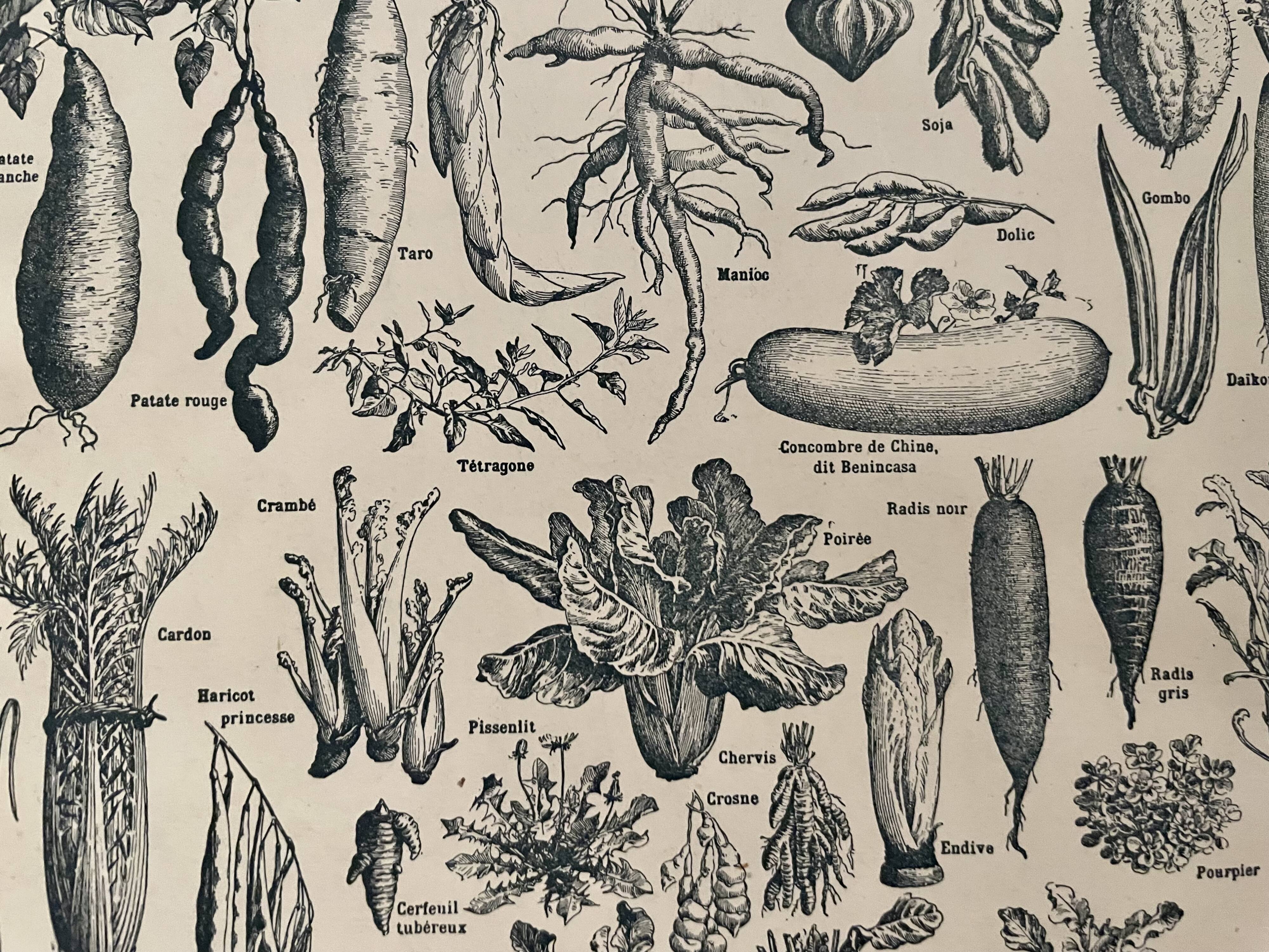 Lithographie sur les légumes et plantes potagères de 1922