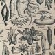 Lithographie sur les légumes et plantes potagères de 1922