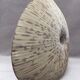 Ceramic vase shell ammonite design art