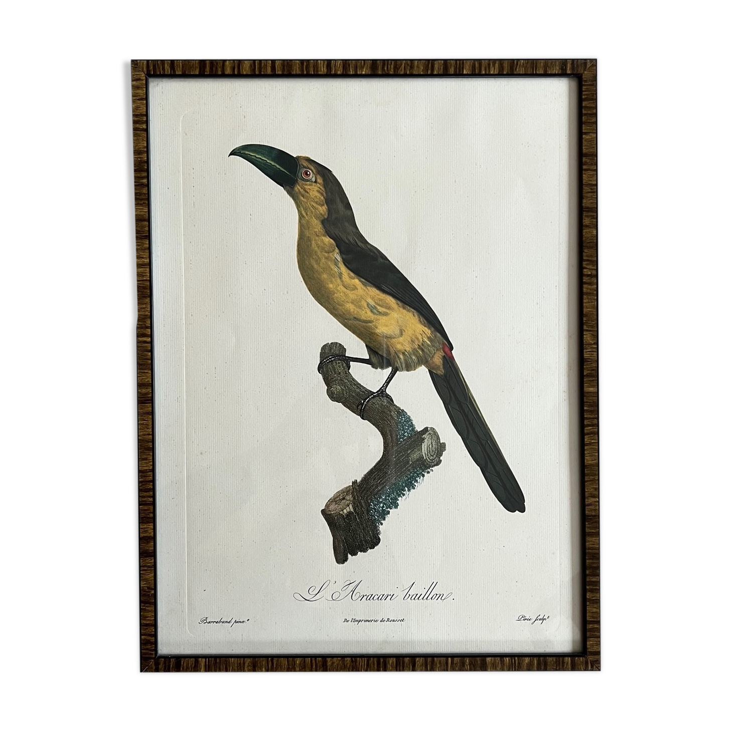 Gravure oiseau encadrée