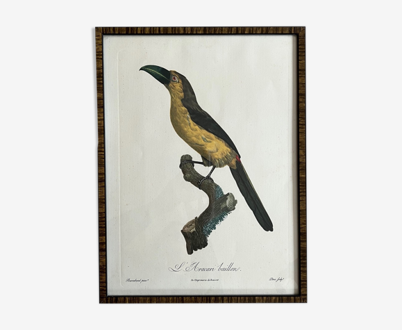 Gravure oiseau encadrée