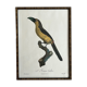 Gravure oiseau encadrée