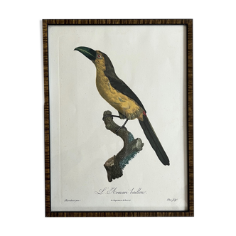 Gravure oiseau encadrée