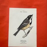 Botanical engraving birds double sided naturalist board