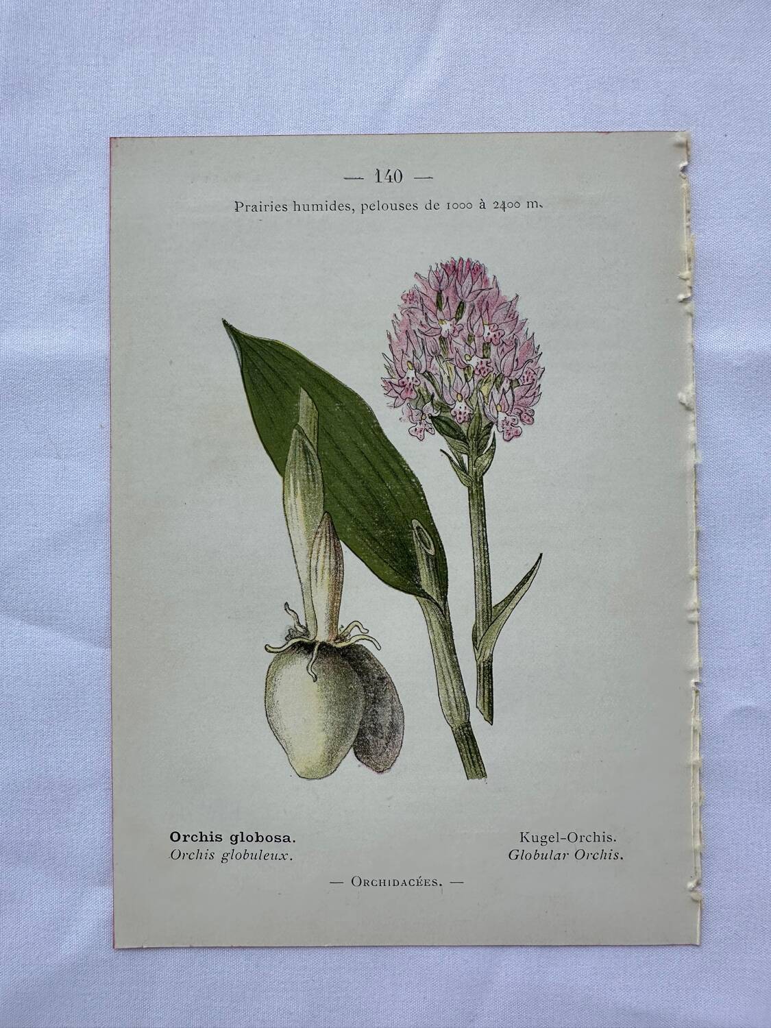 Planche botanique ancienne gravure plante 18e double face