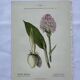 Planche botanique ancienne gravure plante 18e double face