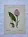 Old botanical plate engraving plant 18th century double-sided