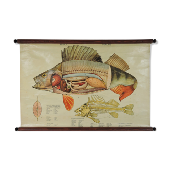 Pull Down Wall Chart of Perch Anatomy, 1970s